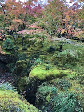 箱根美術館に投稿された画像（2018/11/10）