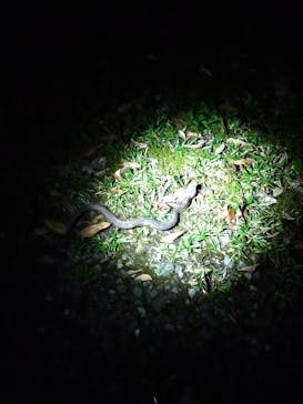 奄美ナイトツアーサービスに投稿された画像（2018/6/3）