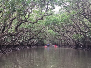 マングローブ茶屋に投稿された画像（2018/12/8）