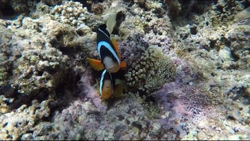 青の洞窟専門店　沖縄ダイビングショップ和に投稿された画像（2018/5/29）