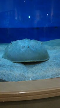 九十九島水族館海きららに投稿された画像（2018/7/21）