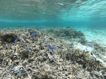 diving&workshop IHANASHI（ダイビングアンドワークショップイハナシ）に投稿された画像（2019/5/30）