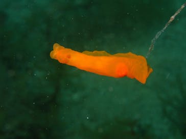 Diving Schoolテールアップ 福岡天神に投稿された画像（2018/6/30）