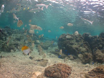 沖縄ダイビングショップシーモールに投稿された画像（2019/1/3）