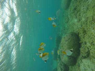 青の洞窟専門店　沖縄ダイビングショップ和に投稿された画像（2018/11/1）