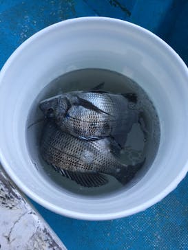 安良里漁港 係船釣りに投稿された画像（2019/1/7）