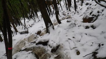 屋久島ガイドクラブに投稿された画像（2019/1/5）