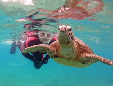 アマミエンシスに投稿された画像（2019/4/11）