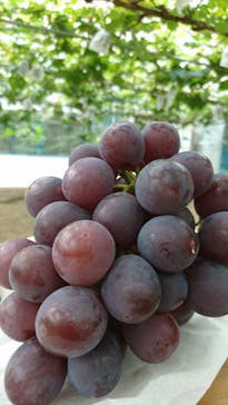 くぼ農園に投稿された画像（2018/9/19）