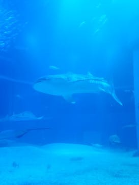 海遊館に投稿された画像（2018/7/14）