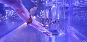 ゼロ距離水族館 伊勢シーパラダイスに投稿された画像（2019/6/7）