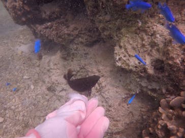 武藤潜水に投稿された画像（2017/10/5）