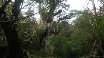 屋久島ガイドクラブに投稿された画像（2018/12/27）