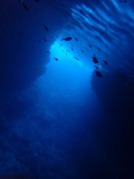 ダイビングショップ Sea Free（シーフリー）に投稿された画像（2018/11/6）