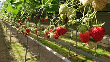 美作農園に投稿された画像（2018/3/17）