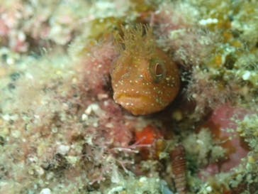 Diving Schoolテールアップ 福岡天神に投稿された画像（2018/5/12）