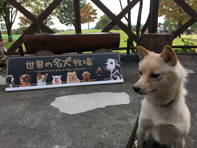 愛犬と訪問 広いドッグランで沢 まー さまの口コミ アソビュー