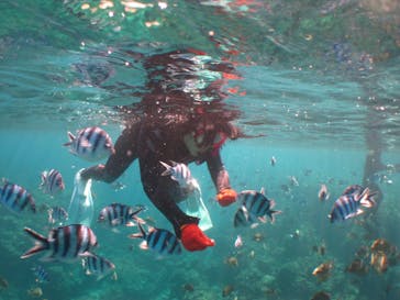 沖縄ダイビングショップシーモールに投稿された画像（2019/1/31）