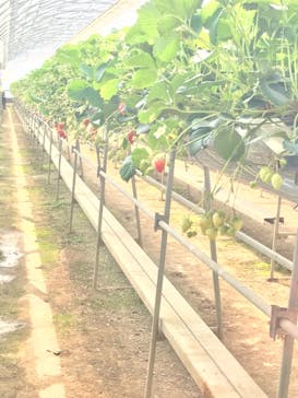 美作農園に投稿された画像（2018/3/16）