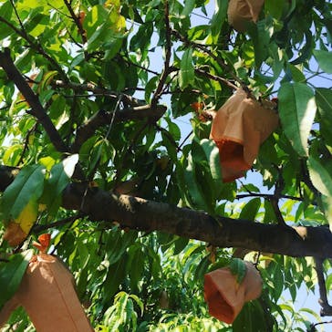 桃茂実苑に投稿された画像（2018/8/15）