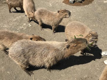 アロハガーデンたてやまに投稿された画像（2019/5/24）