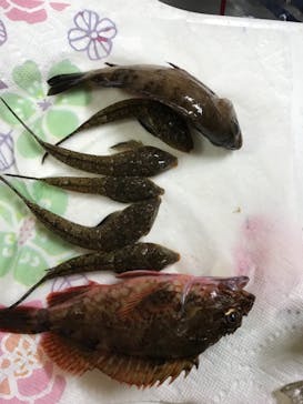 釣り船 進丸に投稿された画像（2018/8/15）