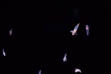 海遊館に投稿された画像（2018/10/22）