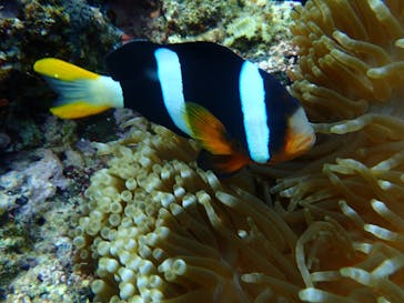 ダイビングショップ Sea Free（シーフリー）に投稿された画像（2019/4/19）