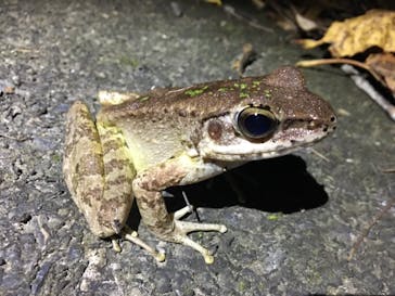 奄美ナイトツアーサービスに投稿された画像（2018/12/26）