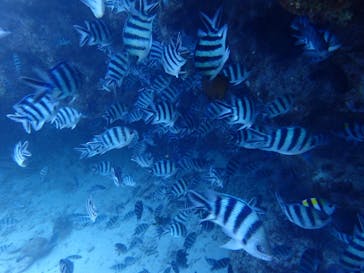 ダイビングショップ Sea Free（シーフリー）に投稿された画像（2018/8/8）