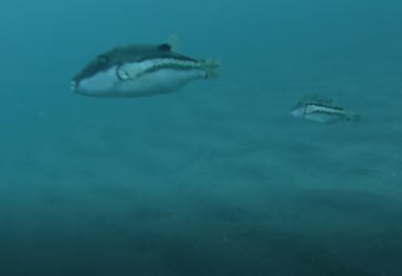 プロダイブショップ ラグナに投稿された画像（2018/10/14）