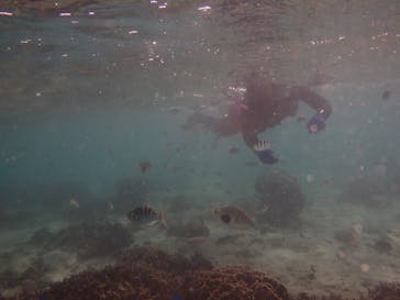 沖縄ダイビングショップシーモールに投稿された画像（2018/11/9）