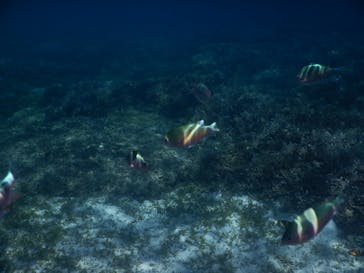 備瀬カヤックfukuに投稿された画像（2018/7/19）