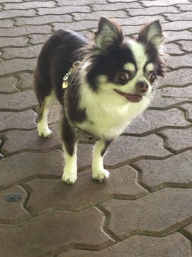 わんダフルネイチャーヴィレッジに投稿された画像（2019/5/5）