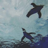 サンシャイン水族館に投稿された画像（2018/6/10）