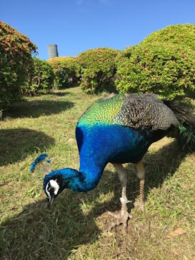 伊豆シャボテン動物公園に投稿された画像（2019/5/19）