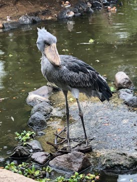神戸どうぶつ王国に投稿された画像（2019/5/2）
