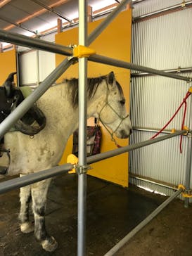 ハッピーホースファームに投稿された画像（2017/11/17）