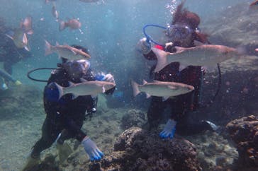 diving&workshop IHANASHI（ダイビングアンドワークショップイハナシ）に投稿された画像（2018/10/19）