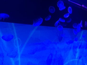 すみだ水族館に投稿された画像（2018/8/15）