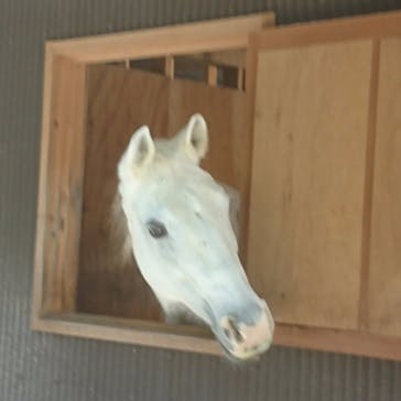 マリンズステーブルに投稿された画像（2017/11/11）