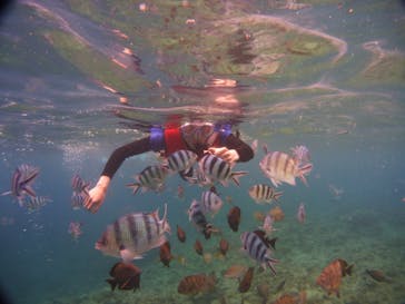 diving&workshop IHANASHI（ダイビングアンドワークショップイハナシ）に投稿された画像（2018/6/26）