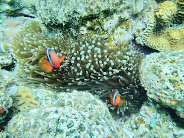 Sea World（シーワールド）に投稿された画像（2019/4/19）