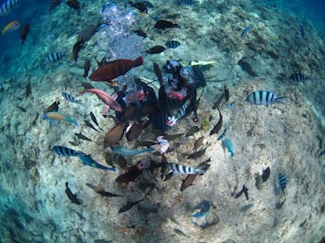 ドロップイン 沖縄に投稿された画像（2019/5/25）