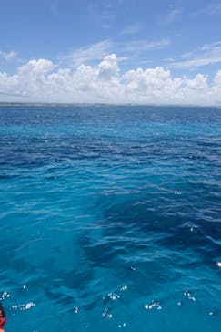 Sea World（シーワールド）に投稿された画像（2018/7/15）