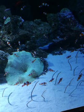 マクセル アクアパーク品川に投稿された画像（2018/3/4）