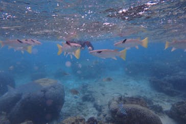 diving&workshop IHANASHI（ダイビングアンドワークショップイハナシ）に投稿された画像（2018/11/22）