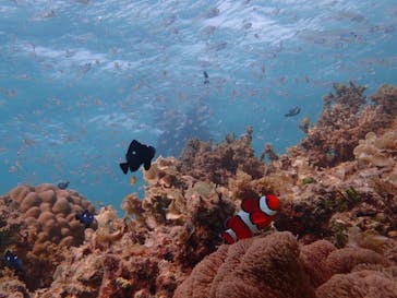 マーヴェラスプレジャー石垣に投稿された画像（2017/10/4）