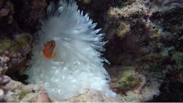 青の洞窟専門店　沖縄ダイビングショップ和に投稿された画像（2018/5/11）