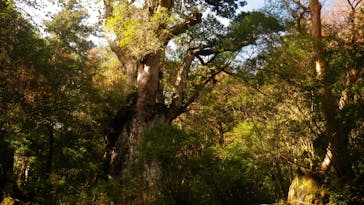 屋久島ガイドクラブに投稿された画像（2018/12/2）